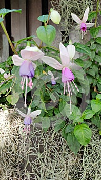 Hardy fuchsia flower plant at garden